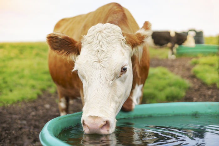 bac à patûre vers et une vache qui boit