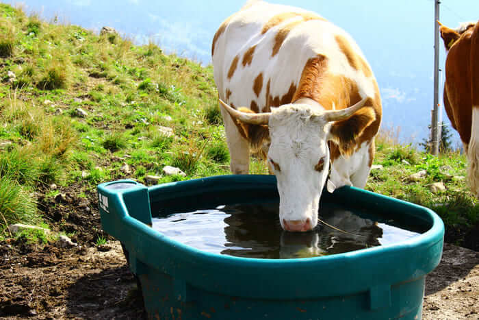 bac de pâturage vert en montage avec une vache qui boit