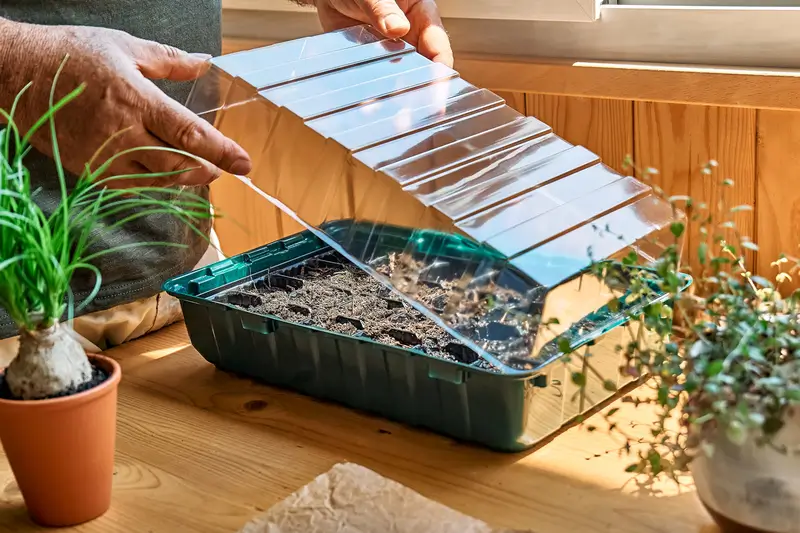 Une personne ouvrant le couvercle transparent d'une mini-serre en plastique contenant des semis dans un bac rempli de terre, posée sur une table en bois, entourée de petites plantes en pots.