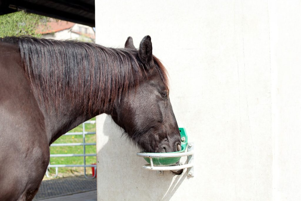 Un cheval alezan avec une marque blanche sur le front boit de l'eau dans un abreuvoir fixé à une barrière métallique dans un enclos extérieur.