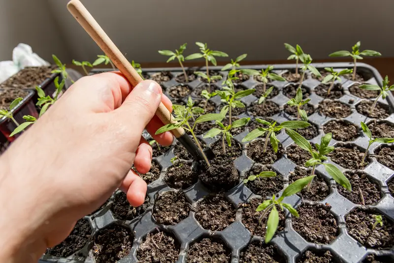 Une main utilisant un outil de jardinage en bois pour manipuler un jeune plant dans un plateau de semis alvéolé rempli de terre. Plusieurs plants verts poussent dans les alvéoles sous une lumière naturelle.