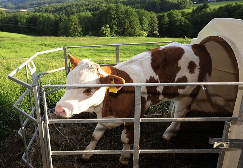 Nettoyer une niche à veau dans un champ d'herbe en montagne