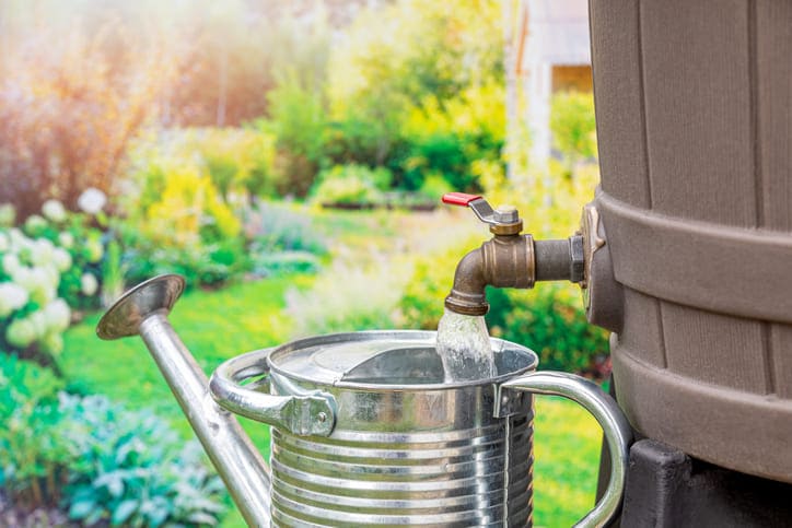 Remplissage d’un arrosoir à partir d’un récupérateur d’eau dans un jardin fleuri