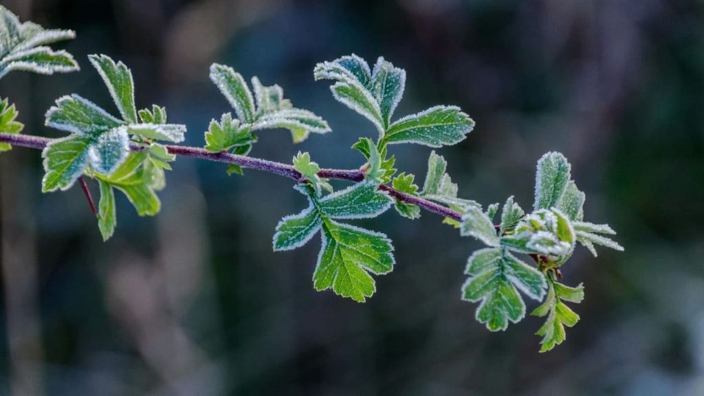 branche d'arbre recouverte de givre