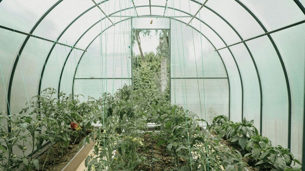 Photo de l'intérieur d'une serre de jardin
