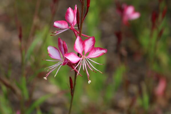 Gaura rose