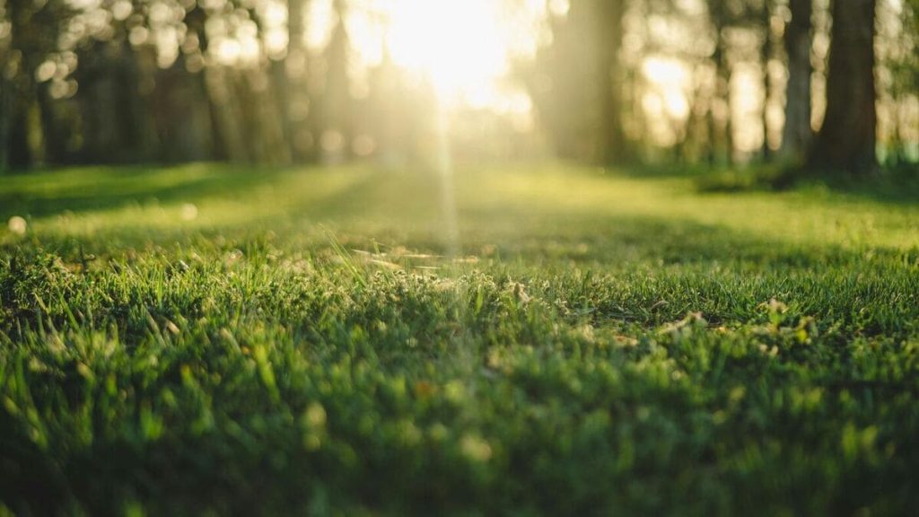 Pelouse verte avec soleil