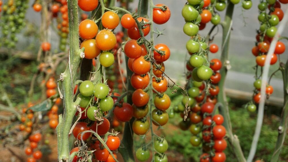 Plants de tomates cerises après repiquage en serre