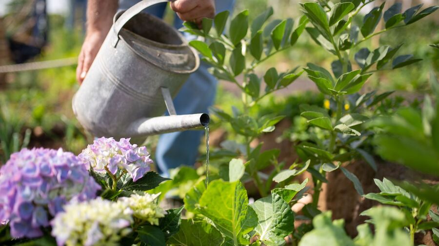 Une personne arrosant son potager pendant la canicule