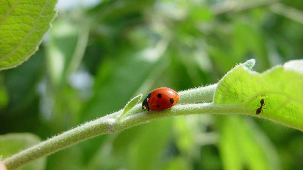 Une coccinelle dans un potager pour contrôler les insectes ravageurs