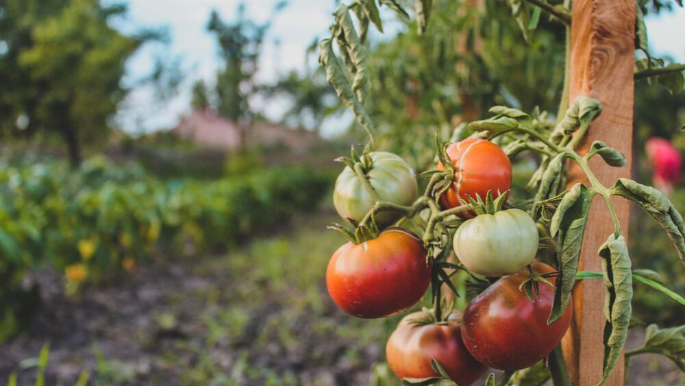 Tomates dans un potager au soleil.
