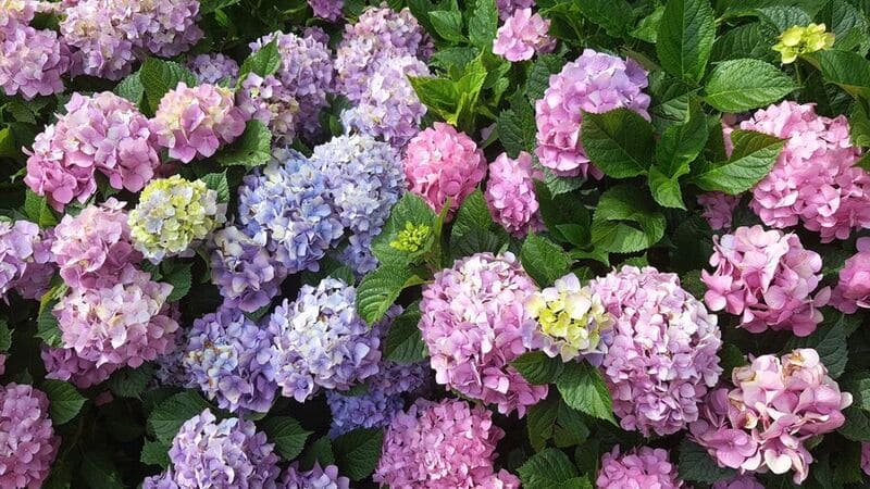 Massif d'hortensias colorés et entretien hortensia