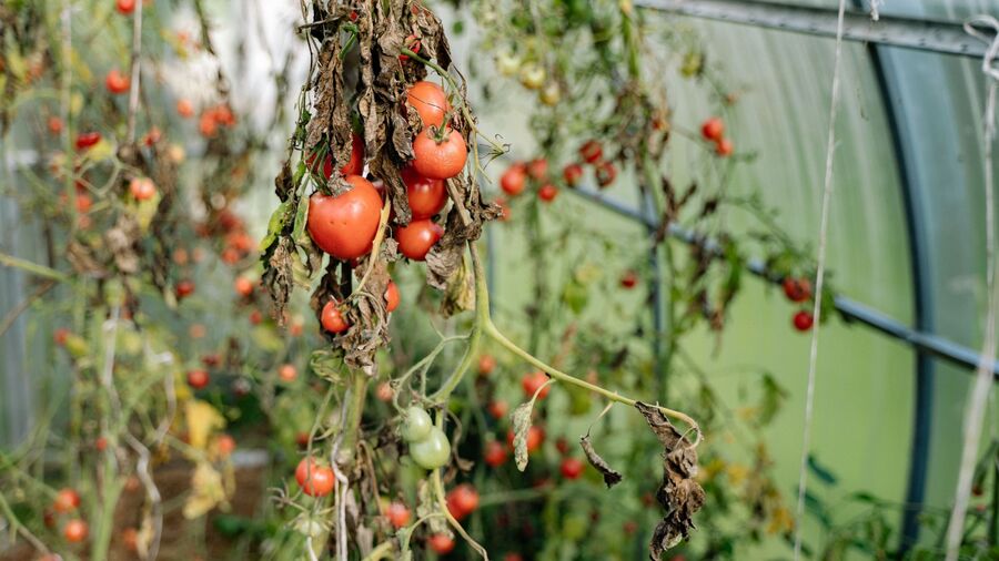 Plant de tomates ayant une maladie