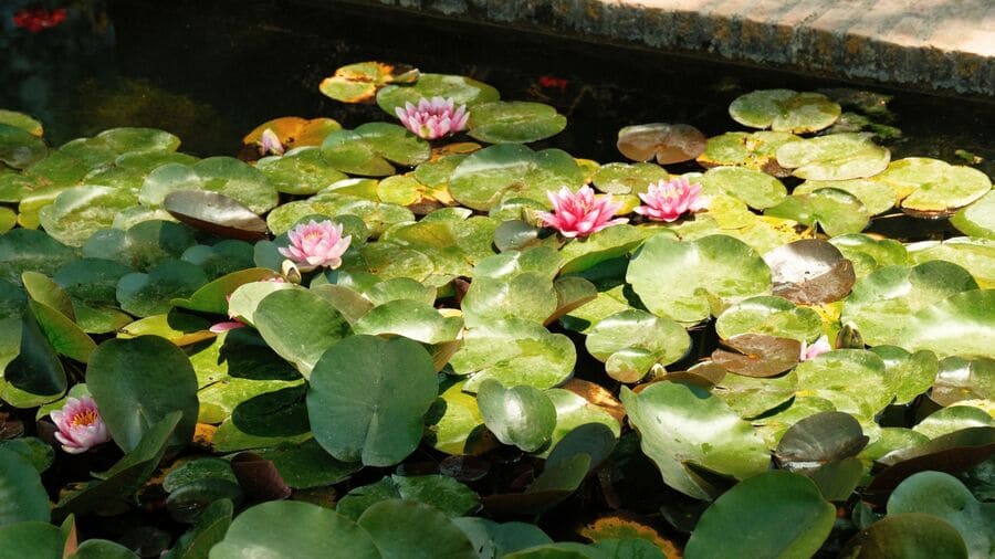 Plantes dans un bassin extérieur.