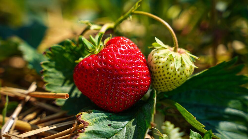 Fraisiers plantés dans un potager.