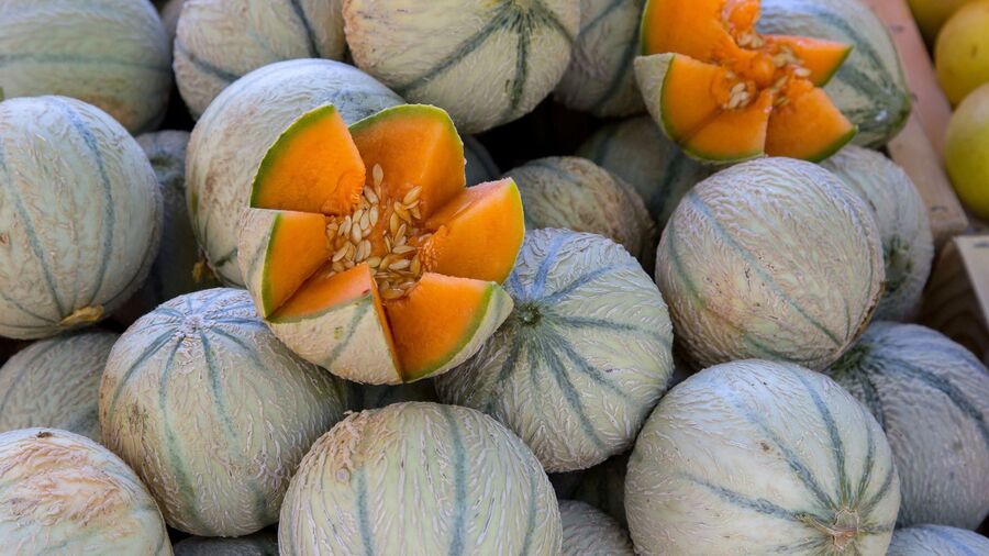 Récolte de melons mûrs et sucrés.