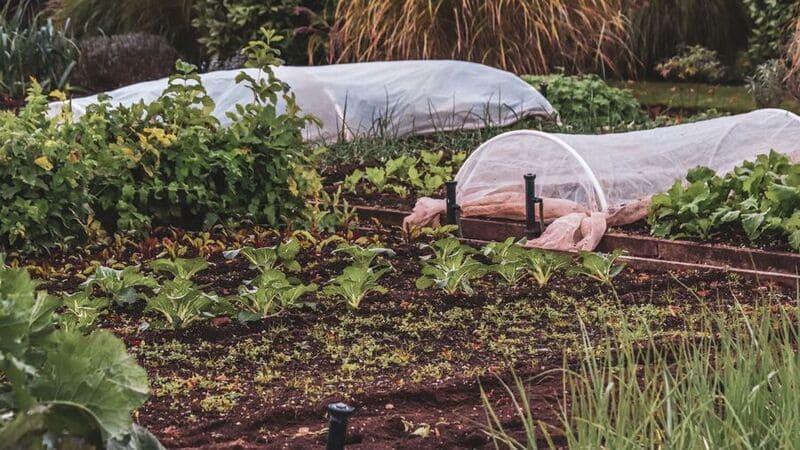 Potager pour semer en automne.