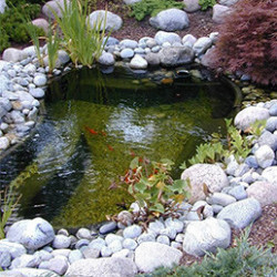 Imaginez-vous dans votre jardin, en train de profiter d’un moment de fraîcheur et de tranquillité autour de votre bassin de jardin, où les poissons, les végétaux et les fontaines de bassin apportent un côté original au point d’eau.   Notre large gamme se compose de bassins préformés ou de bâches étanches, allant de 145 à 3800 litres. Vous êtes sur de trouver le bassin qui se mariera parfaitement avec votre jardin. Vous pouvez acheter le bassin seul et y ajouter une cascade (pour faire circuler l'eau de votre bassin) et les accessoires de votre choix, ou bien opter pour un kit bassin préformé complet, avec une cascade, une pompe de bassin, de la décoration et tout le matériel nécessaire à la création de ce point d’eau unique. En choisissant l’un de nos kits complet, vous êtes sur de ne pas vous tromper dans le choix du système de filtration, adapté au volume de votre bassin. Laissez-vous surprendre par les nombreuses formes de nos bassins préformés et choisissez celle qui s'accordera au mieux avec votre jardin. Ils sont fabriqués en plastique renforcé de fibre de verre ou en HDPE (polyéthylène très résistant). L’installation d’un bassin de jardin est simple. Dans un premier temps, il faut délimiter au sol les contours du bassin et ses 3 niveaux de profondeur. Ensuite, creusez le sol tout en contrôlant la profondeur de chaque niveau. Installez alors le bassin et remplissez l’espace vide avec du sable. N’hésitez pas à l’agrémenter avec des cascades, des plantes, des figurines et des poissons.