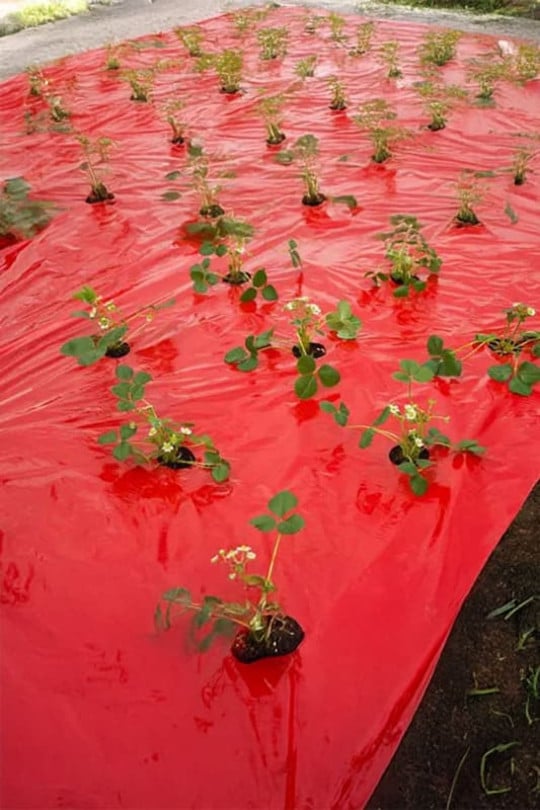 Film de paillage coloré pour fraises