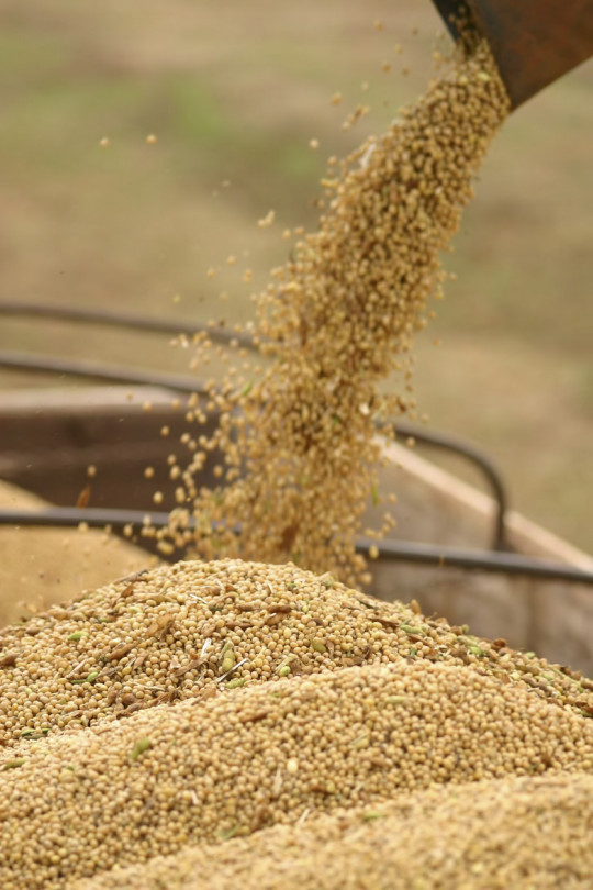 stockage de grain et fourrage agricole