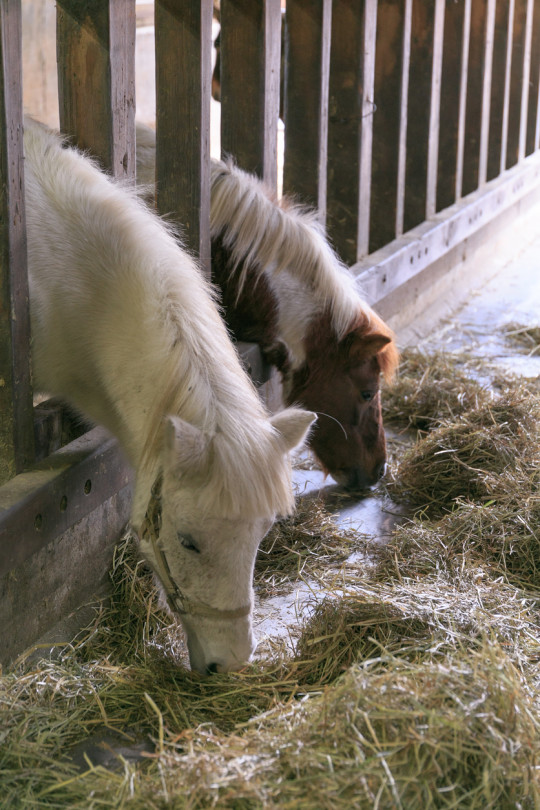 materiel de stockage de nourriture pour les chevaux