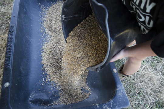 coffre à grain et aliments pour animaux