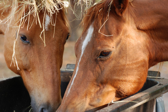 mangeoire pour chevaux