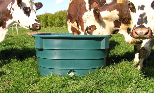 bac de pâturage avec des vaches dans un champs