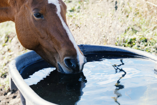 bac de paturage abreuvoir pour cheval