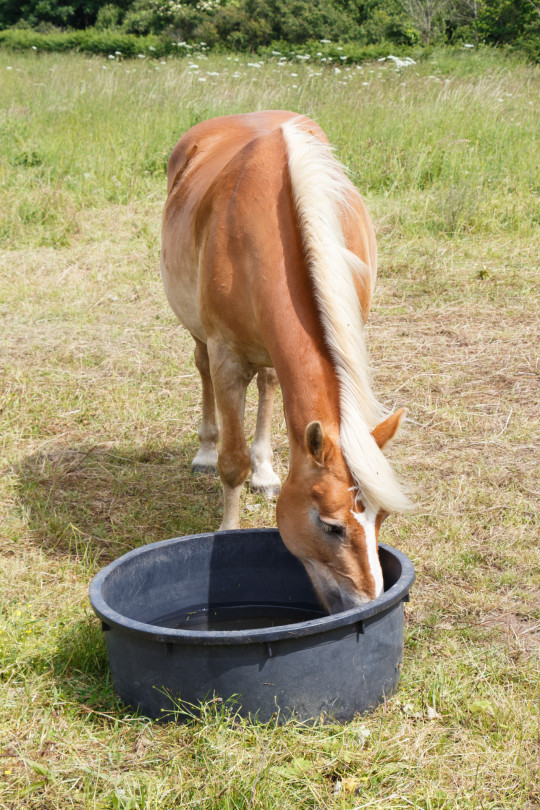 cheval qui s'abreuve dans un bac à paturage