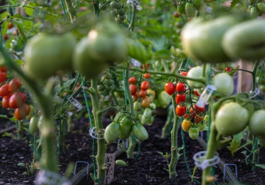 plants de tomates avec clips à tomates pour le tuteurage