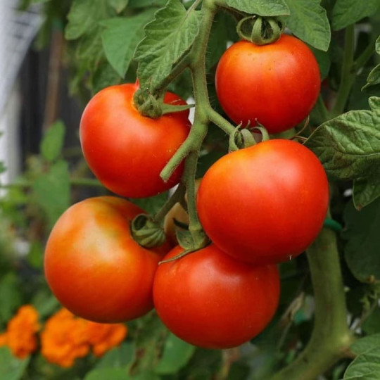 tomates sur leur plant